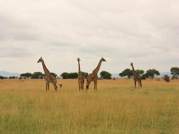 Mbalageti Serengeti - Wildlife 